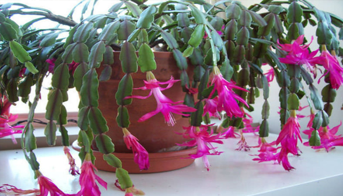 Cactus de Navidad (Schlumbergera x buckleyi) 