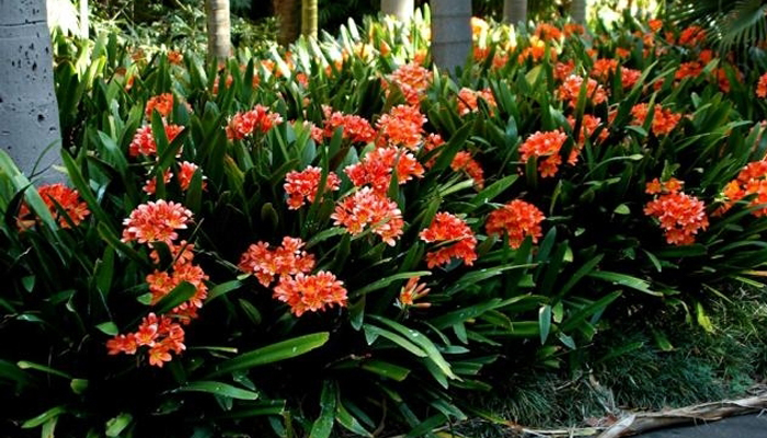 Clivia o Lirio de los Cafres (Clivia Miniata) 