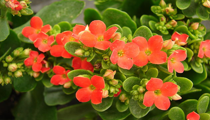 Kalanchoe (Kalanchoe blossfeldiana)