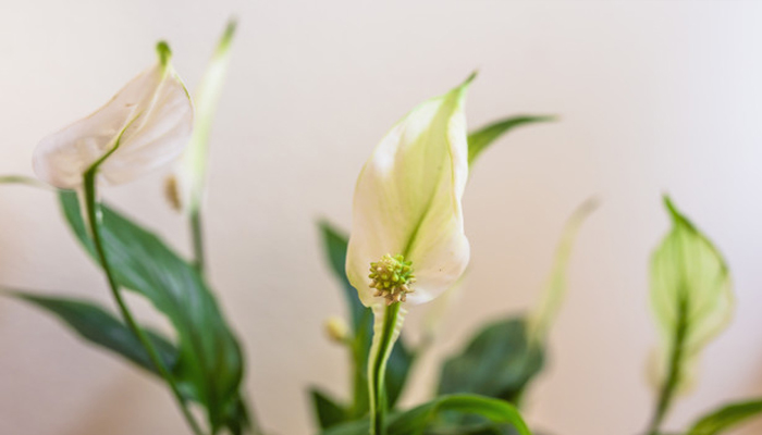 Lirio de la Paz (Spathiphyllum floribundum) 