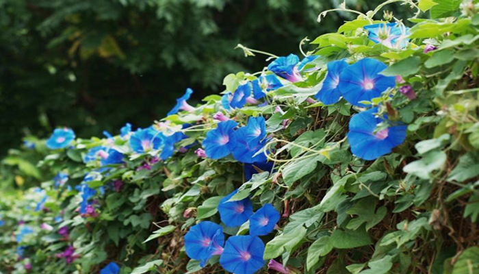 Gloria de la mañana (Ipomoea)