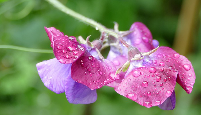 Guisante dulce (Lathyrus) planta para vayas