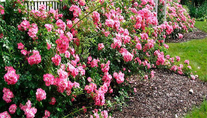 Rosa trepadora para vayas