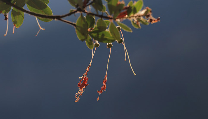 Campanas De Coral (Heuchera)