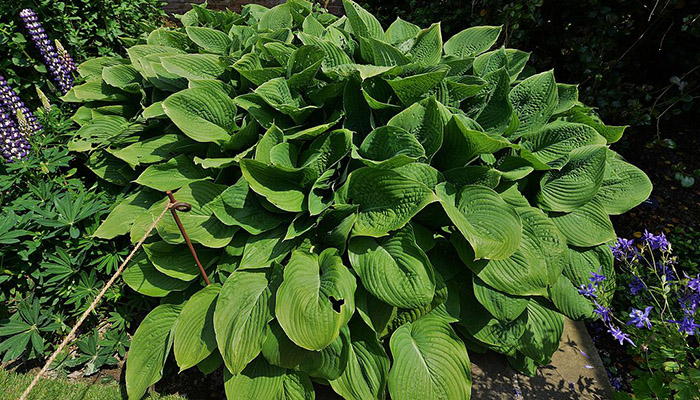 Hostas