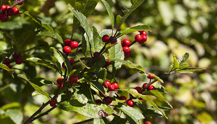 Winterberries