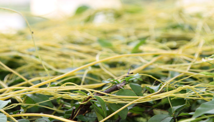 Cuscuta reflexa