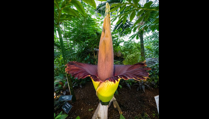 Flor de cadaver (amorphophallus titanum)