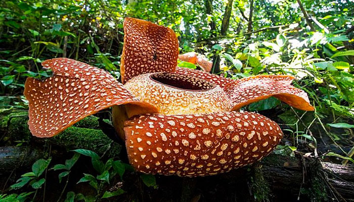 Flor gigante (rafflesia-arnoldii)