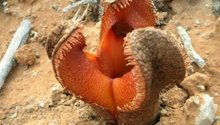 Hydnora africana