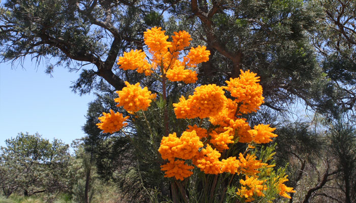 nuytsia floribunda