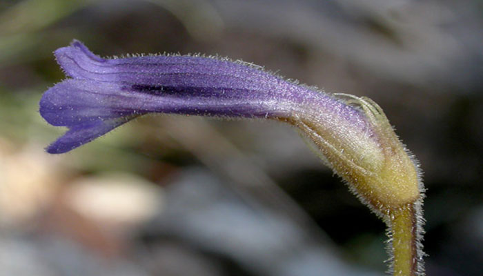 Orobanche aegyptiaca