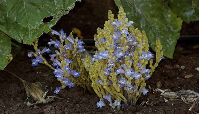 Orobanche ramosa