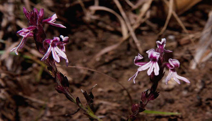 Striga bilabiata