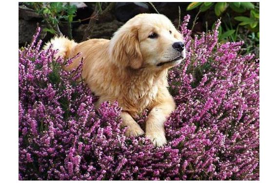Plantas toxicas para mascotas