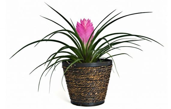 Bromelia