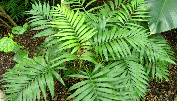 Planta que absove agua