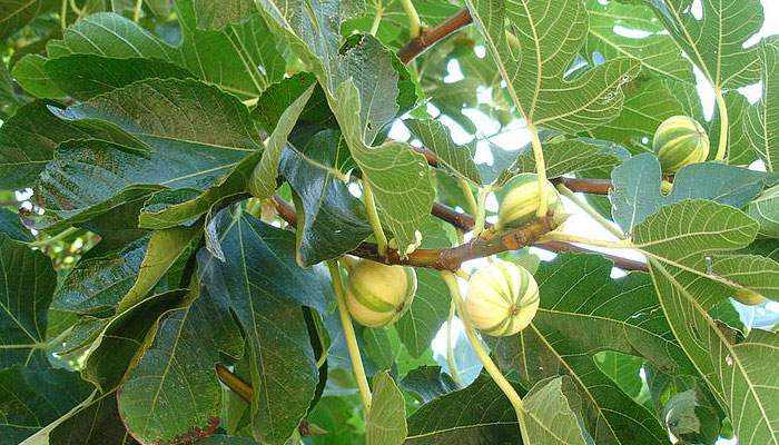 Ficus_carica_Panascè