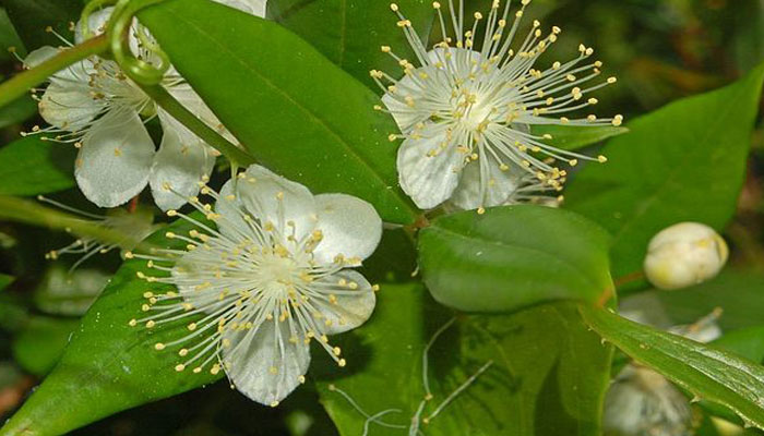 Myrtus