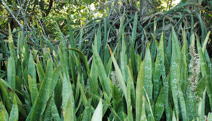 Plantas para absorber la humedad