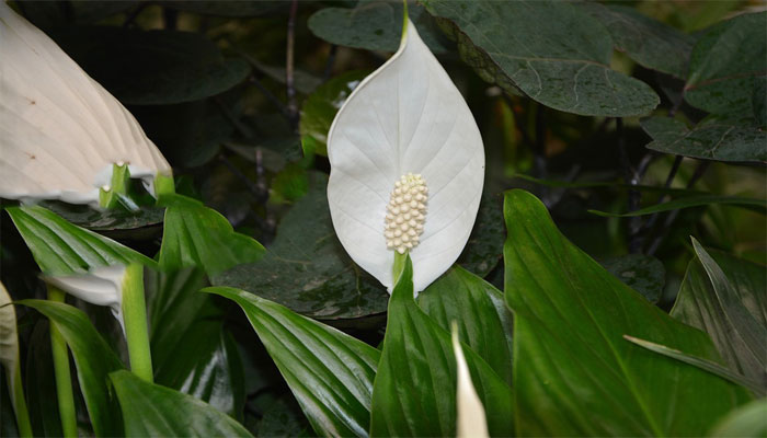 Planta que absove agua