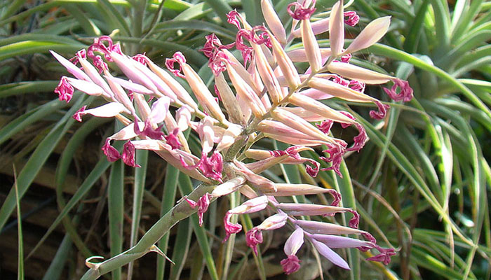 Tillandsia