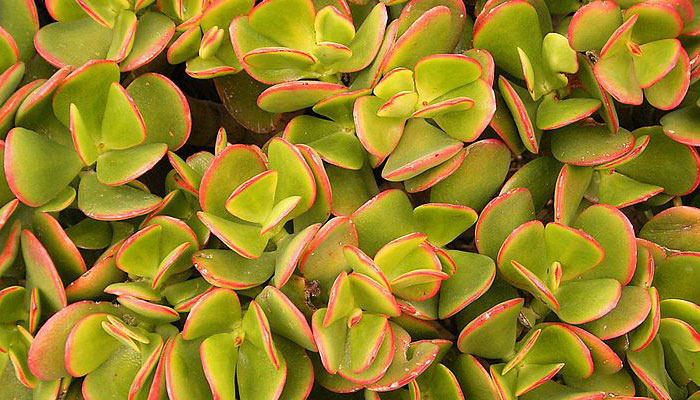 Crassula-ovata-o-planta-del-dinero