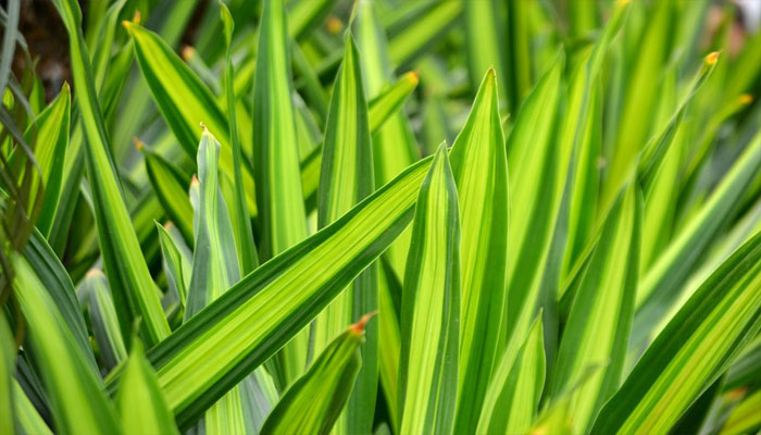 Planta que atrae el dinero