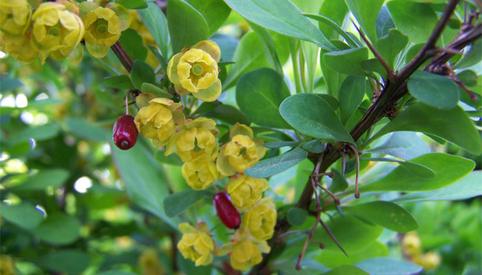 Plantas que atraen las garrapatas