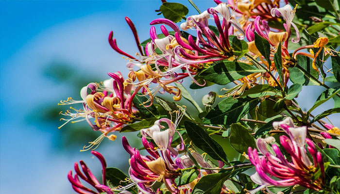 Plantas que albergan garrapatas