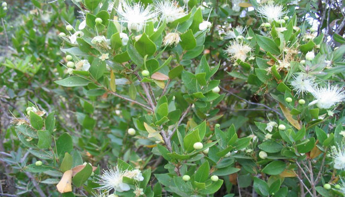 Myrtus