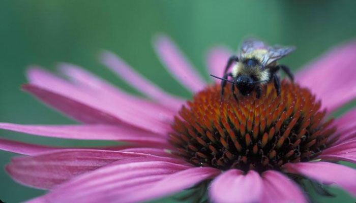 Plantas que atraen las abejas