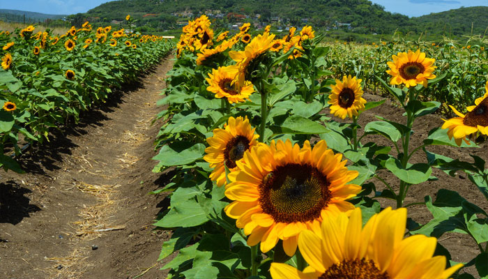 Girasoles