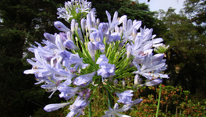 plantas con flores moradas que atraen mariposas Agapanto