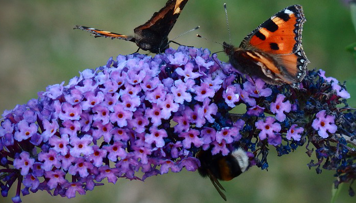 Arbusto de mariposas 