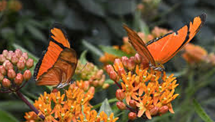 plantas que atraen mariposas