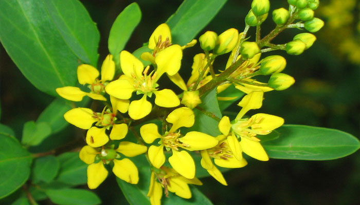 Plantas que ayudan al sistema nervioso