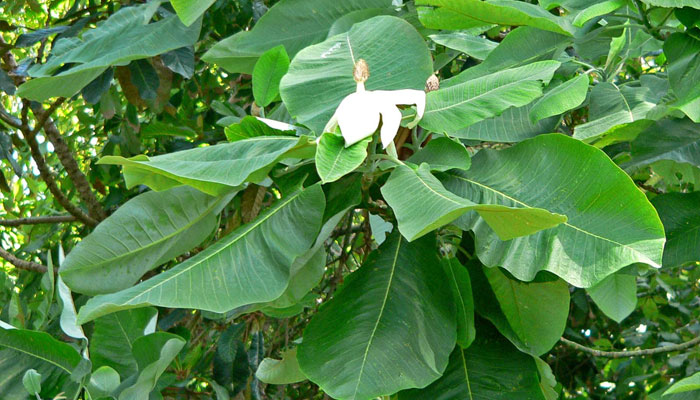 Magnolia dealbata