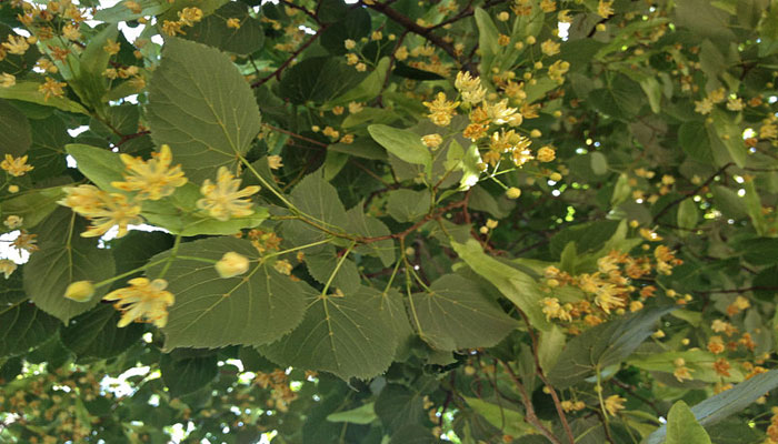 Tilia americana