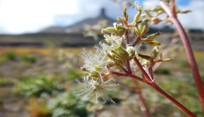 Valeriana edulis