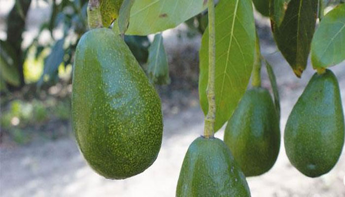 Plantas que ayudan a bajar de peso