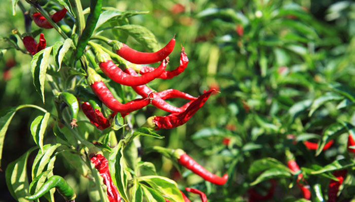 Plantas que adelgazan