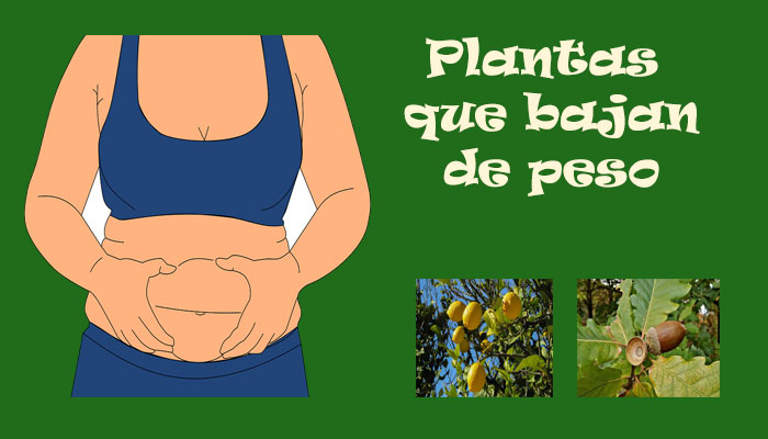 Plantas que bajan de peso