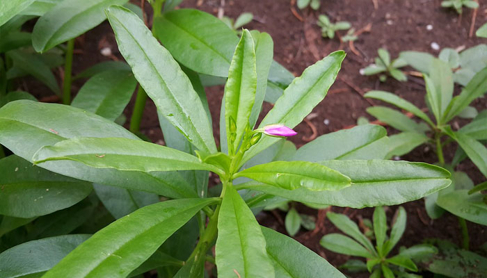 Plantas que bajan el azúcar