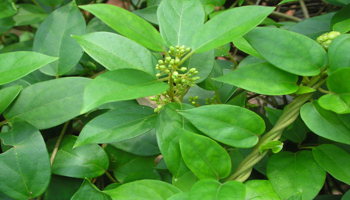 Plantas que bajan el azúcar