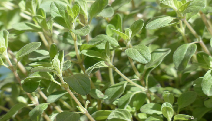 Plantas que bajan el azúcar