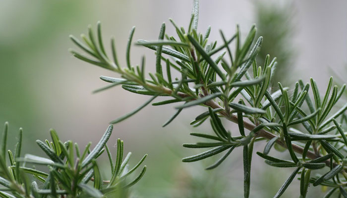 Plantas que reducen el azúcar