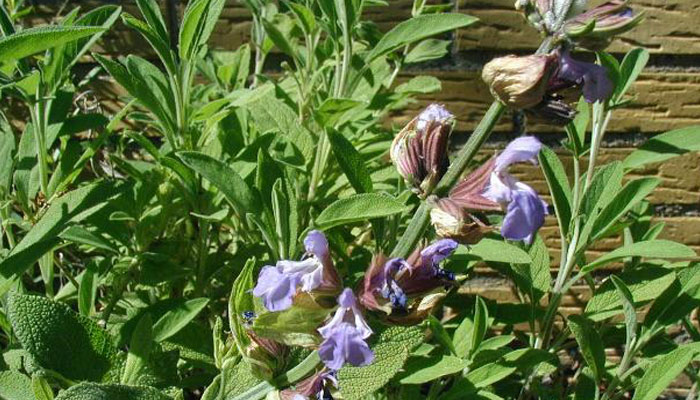 Plantas para bajar el azúcar