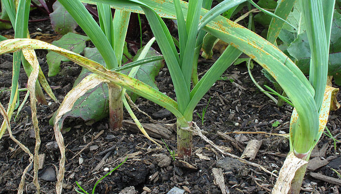 Plantas que reducen el colesterol