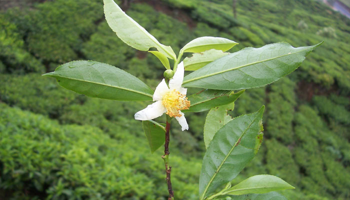 Camellia sinensis es la planta con la cual se hace el té verde